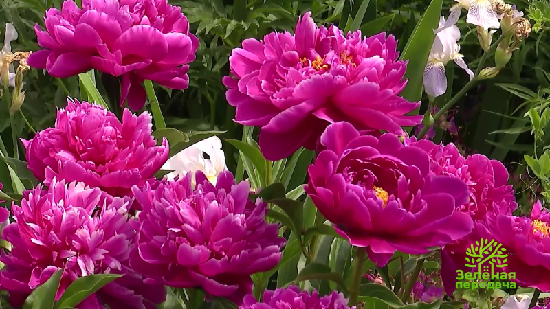 В Челябинске впервые пройдет выставка пионов