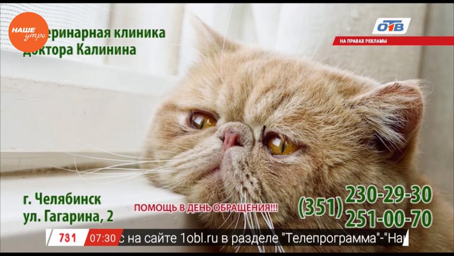 Наше УТРО на ОТВ – зоосоветы с ветеринарным врачом Николаем Калининым.