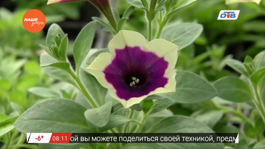 Наше УТРО на ОТВ – садовые истории о петунии