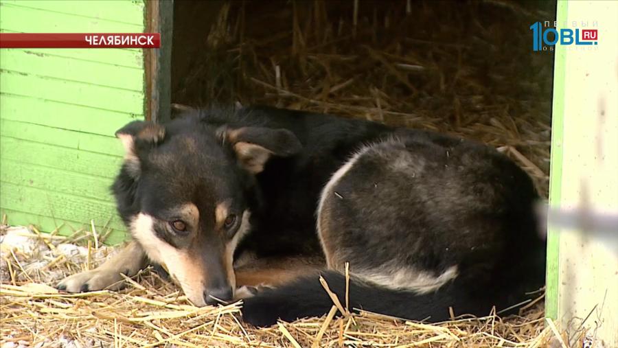 Первый зампред комитета Госдумы Геннадий Онищенко предложил усыплять бездомных собак