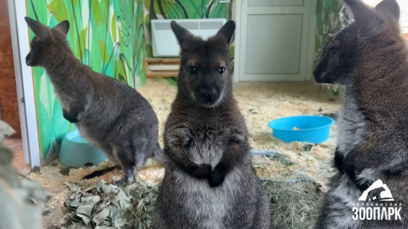 Икающий кенгуренок в Челябинском зоопарке попал на видео