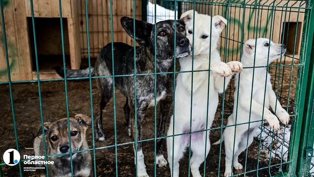 Госдума РФ дала регионам право определять судьбу бродячих собак