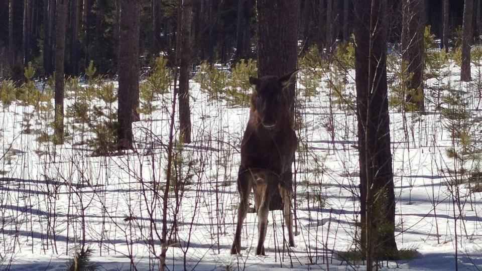 В Златоусте молодой лось забрел на территорию училища