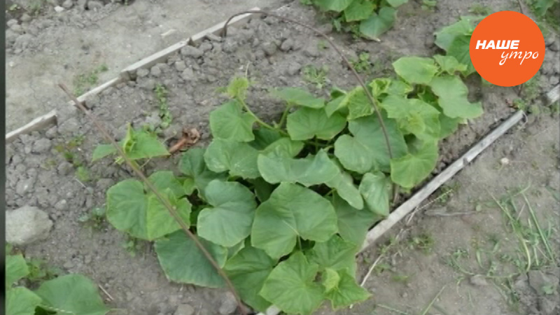 Почему желтеют листья у огурцов