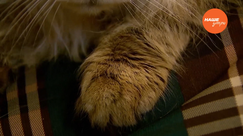 Котенок в вашем доме