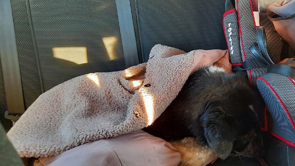 Зоозащитники рассказали о состоянии расстрелянной в Челябинской области собаки