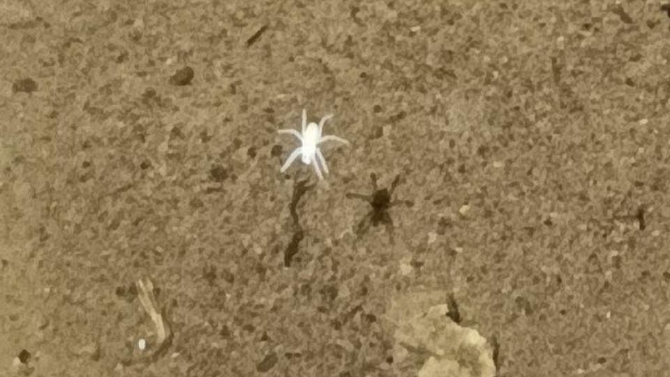 В Челябинской области нашли неизвестных науке клещей