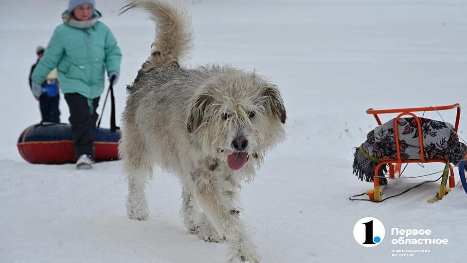 В Озерске администрация выплатит 30 тысяч рублей пострадавшей от укуса собаки школьнице