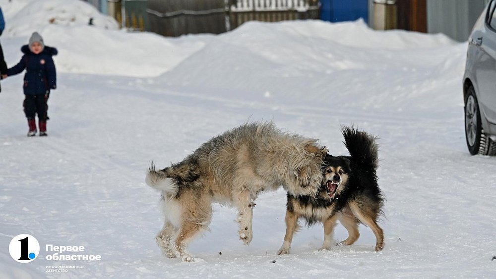 В Челябинской области судьбу бездомных чипированных собак начали отслеживать через единую систему контроля