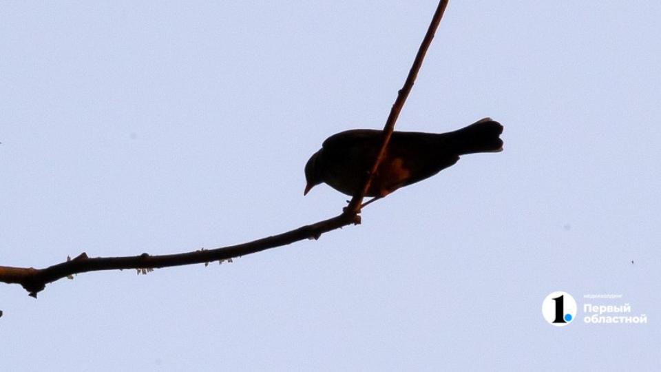 Южноуральцев просят подкармливать птиц зимой