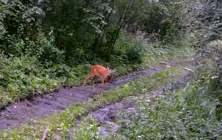 У косуль на Зигальге наступила пора свадеб