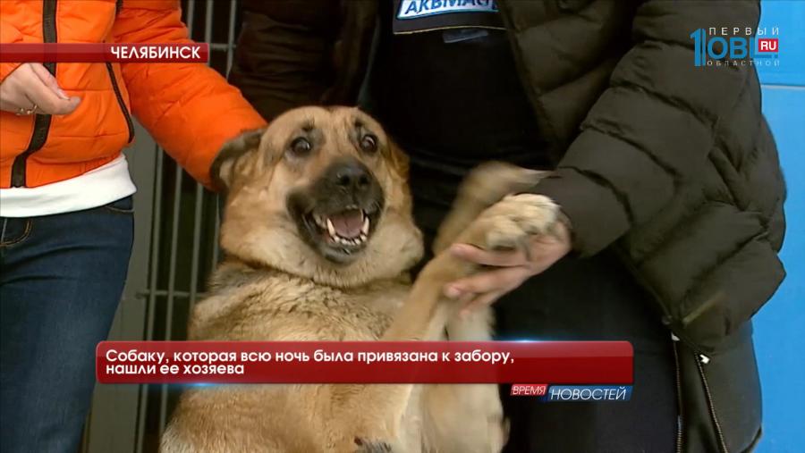 Собаку, которая всю ночь была привязана к забору, нашли ее хозяева