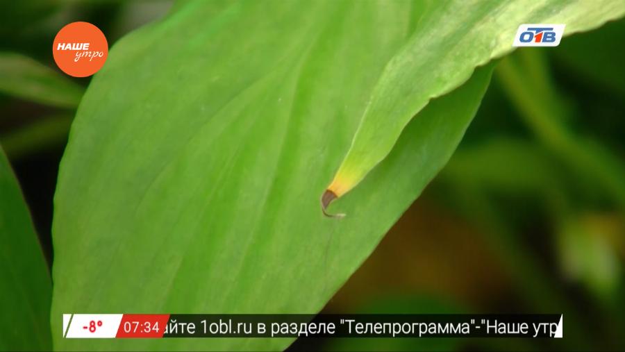 Наше УТРО на ОТВ – садовые истории о спатифиллуме