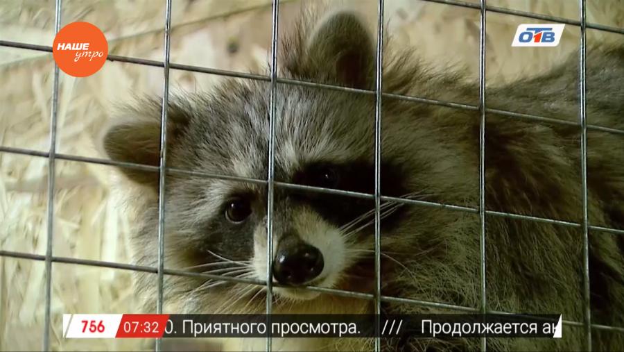 Пушистое утро - о енотах