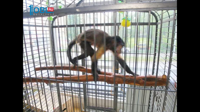 Время новостей. Миасс от 21.07.2016