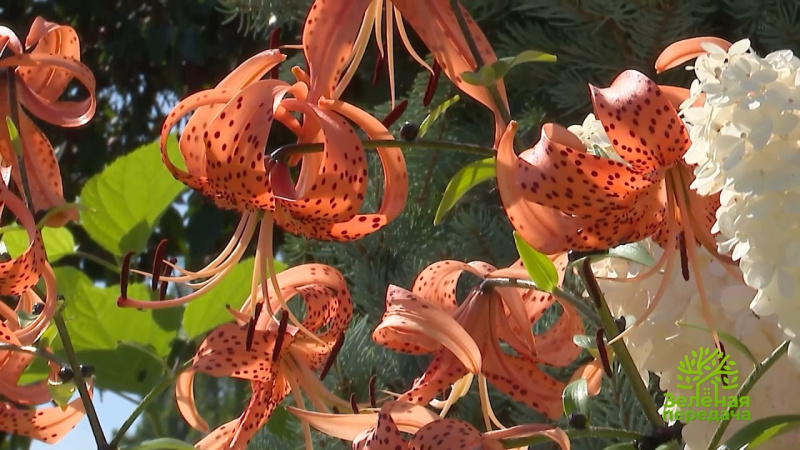 В «Зеленой передаче» расскажут о правилах построения садовых композиций