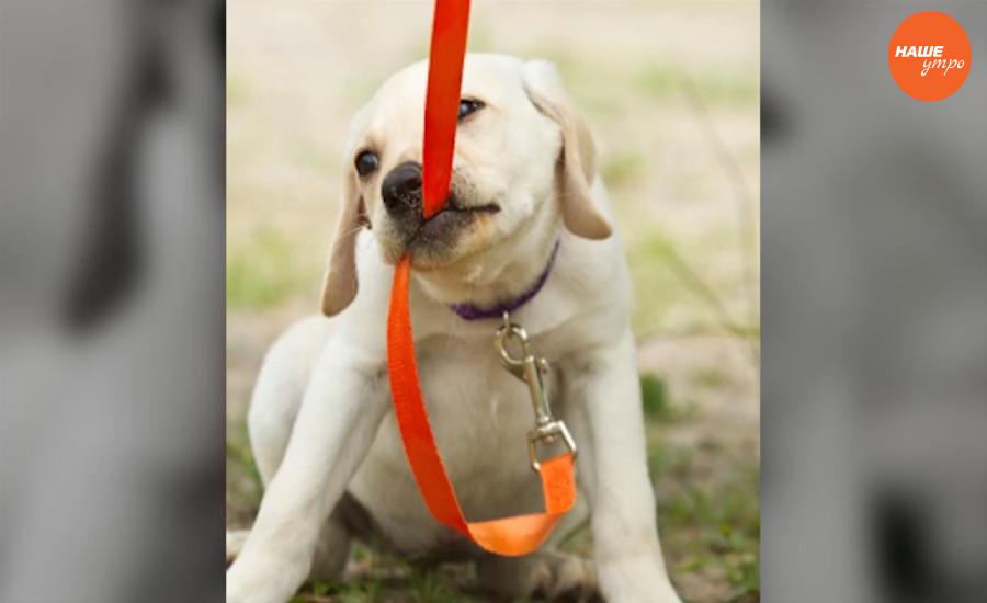 Пушистое утро: Дрессируем собак