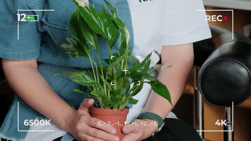 Что делать, чтобы зацвел спатифиллум?