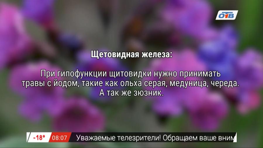 Знахарь – заболевания щитовидной железы