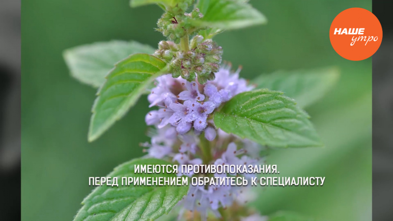 Успокоить нервы мятой