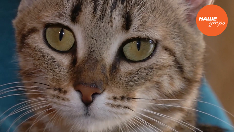 Лишай у кошек