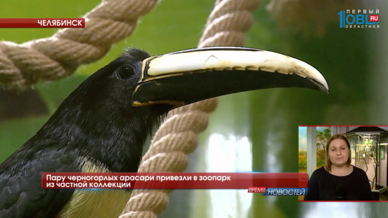 Пару черногорлых арасари привезли в зоопарк из частной коллекции