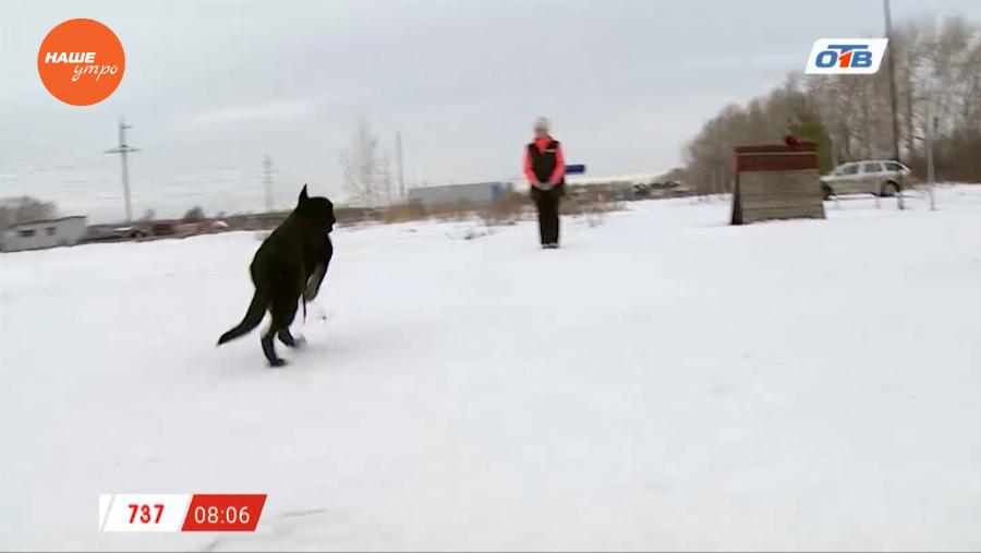 Пушистое утро – команда «ко мне»