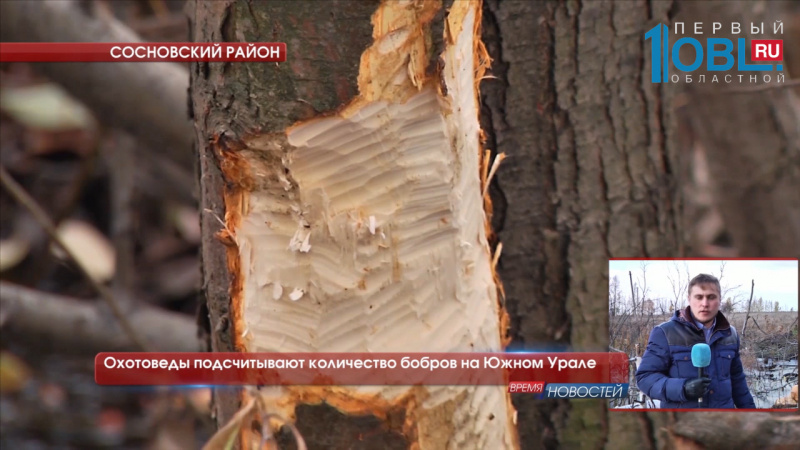 Охотоведы подсчитывают количество бобров на Южном Урале