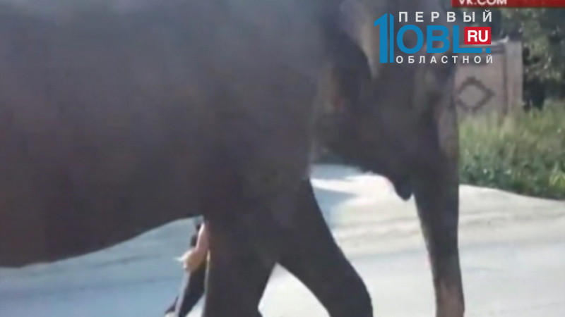 По улицам Златоуста гуляют слоны