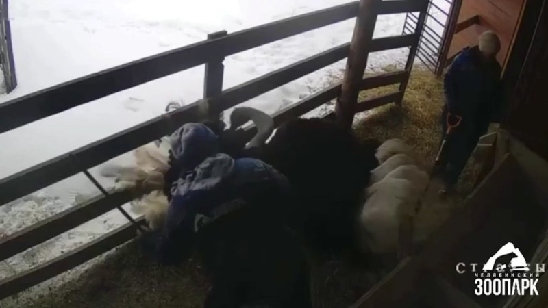 Страус станцевал танец для кипера в Челябинском зоопарке