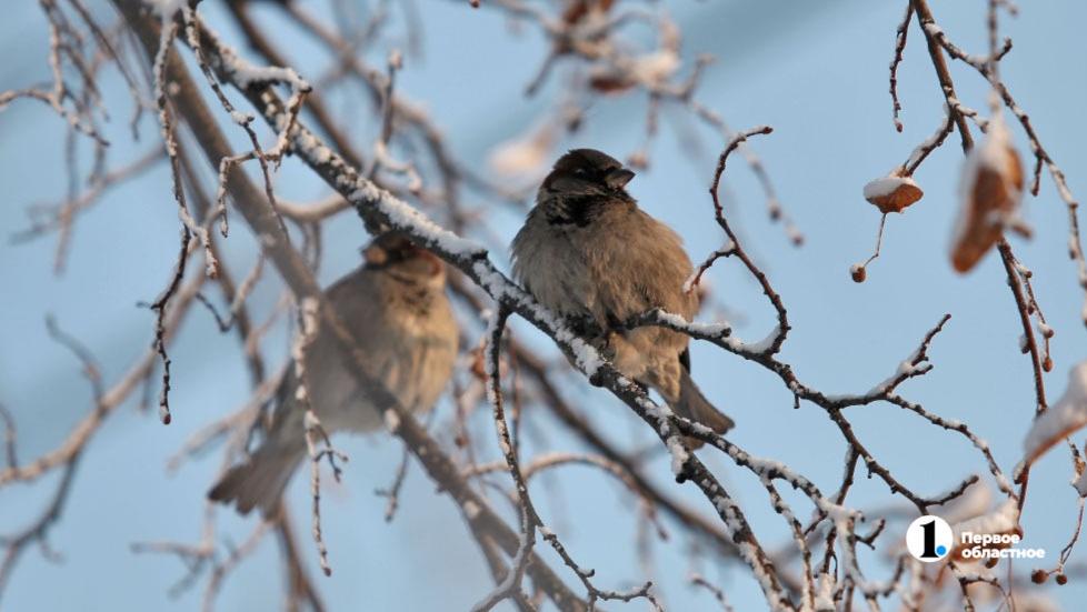 Морозная погода продержится в Челябинске до пятницы
