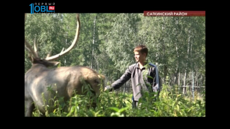 В национальном парке Зюраткуль самки марала с потомством ушли в горы