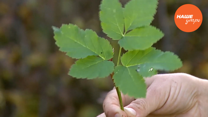 сныть – трава, которой питался Серафим Саровский 
