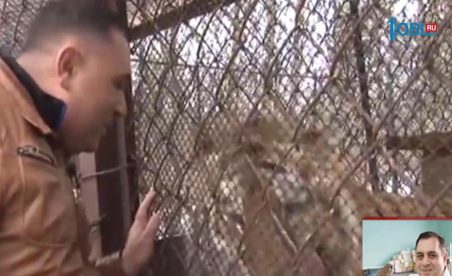 Карен Даллакян по телефону про таежную поклонницу тигра Жорика