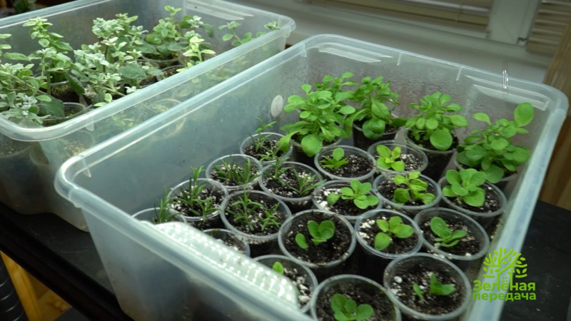 В «Зеленой передаче» расскажут о досветке рассады