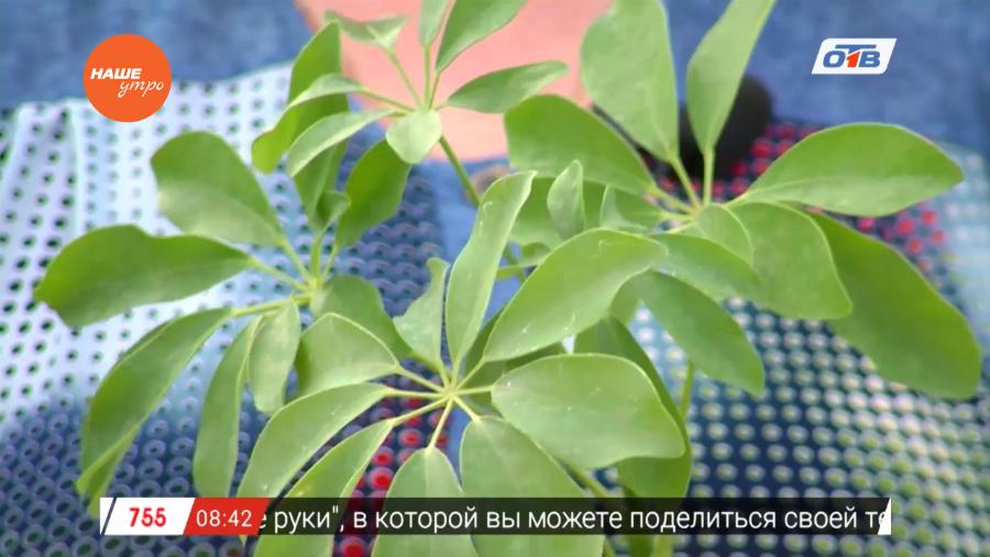 Садовые истории - о шеффлере