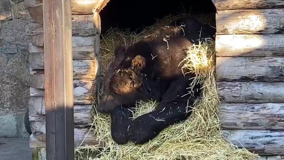 В Челябинском зоопарке медведи готовятся к зимней спячке
