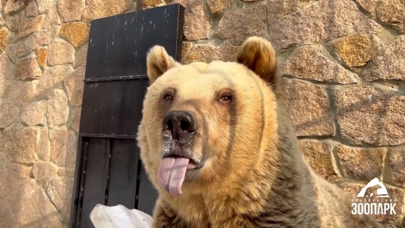 В Челябинском зоопарке после зимней спячки проснулись бурые медведи