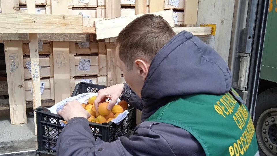 В Челябинскую область завезли 250 тонн абрикосов и черешни из азиатских стран