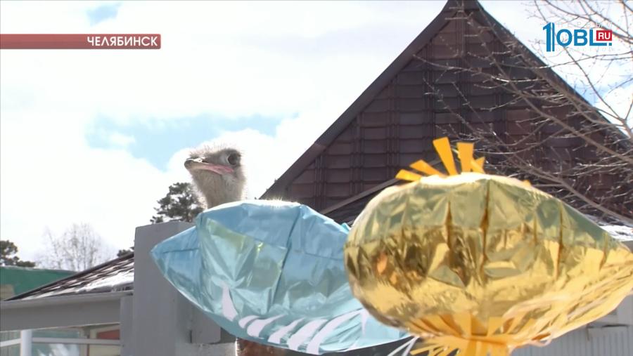 Страусы предсказывают погоду на лето