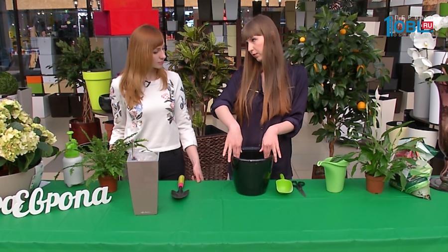 Мечта о цветущем доме