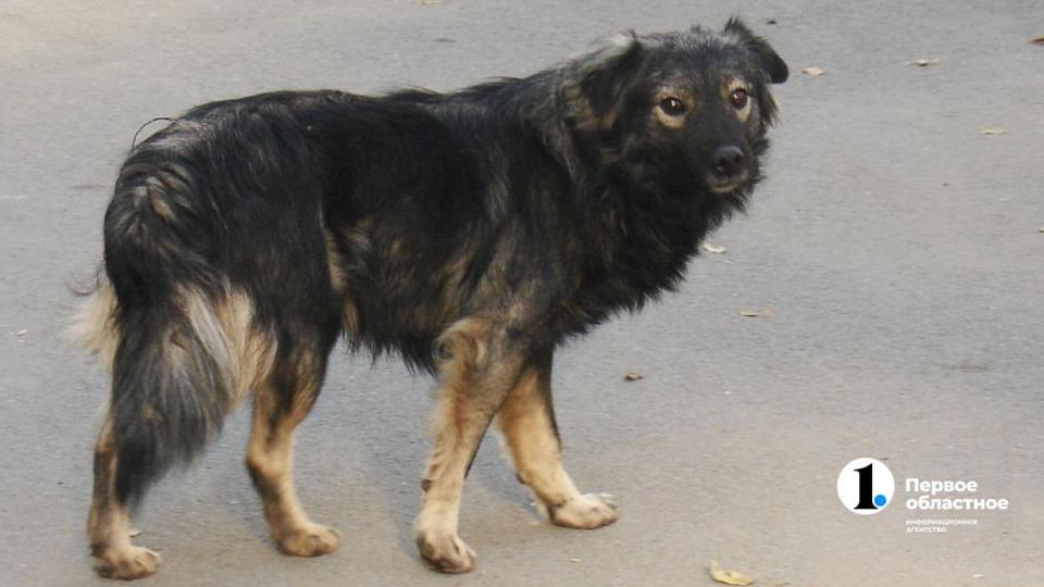 Под Челябинском одичавшие собаки напали на домашний скот