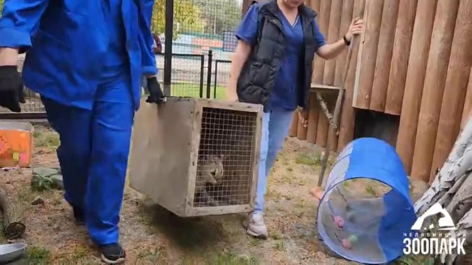 В Челябинском зоопарке животных начали переселять в зимние вольеры