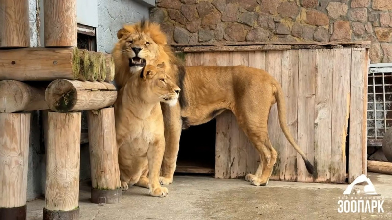 В Челябинском зоопарке львы продолжают гулять в уличном вольере