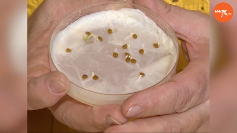 Светлана Мартынова - как отобрать семена