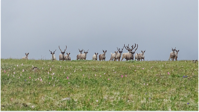 На Байкале краснокнижного оленя пытаются спасти от вымирания
