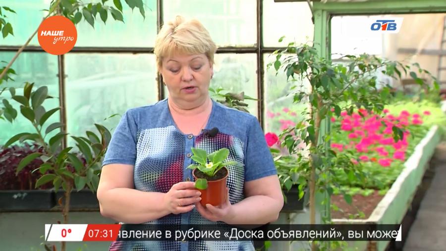 Наше УТРО на ОТВ – садовые истории о примуле бесстебельной