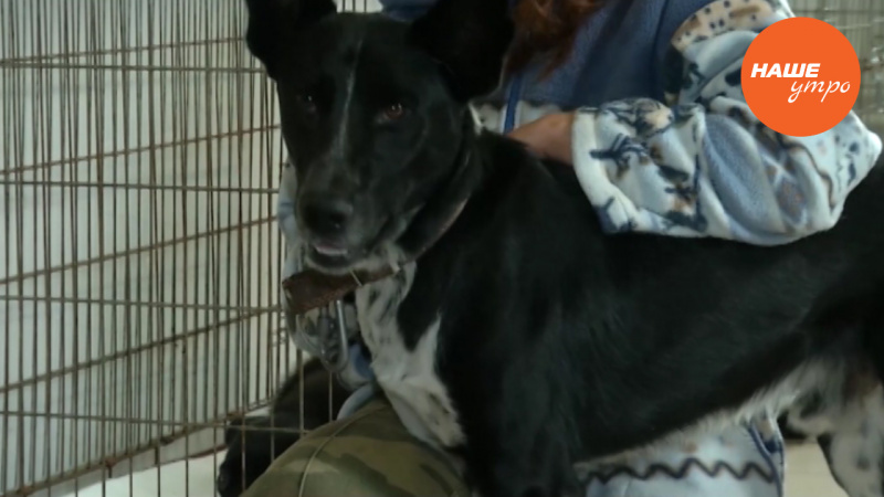 Пес по кличке Брик