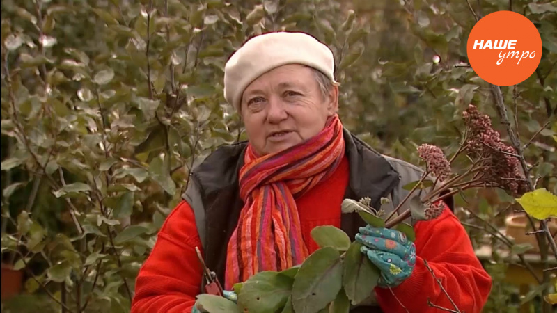 Разводим  «очиток Матрона»