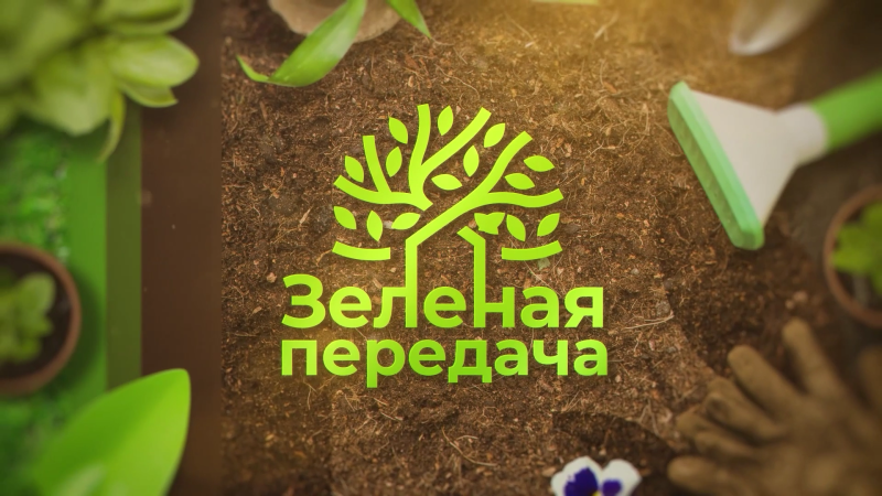 Как прививать яблони весной?